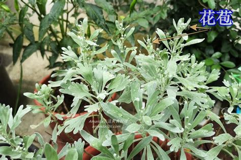 芙蓉擺放位置|芙蓉種植風水：誰家庭院最適合？